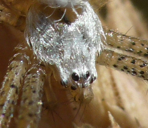 Stadi diversi di sviluppo di Argiope bruennichi